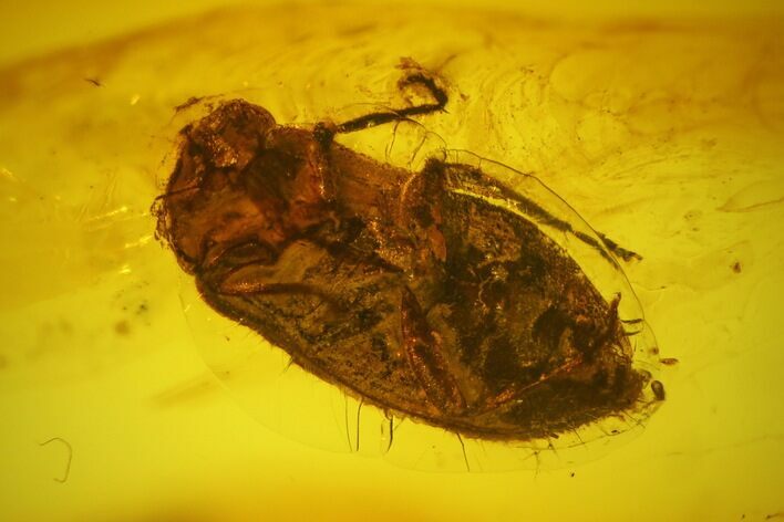Detailed Fossil Beetle (Coleoptera) In Baltic Amber #142187